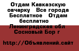 Отдам Кавказскую овчарку - Все города Бесплатное » Отдам бесплатно   . Ленинградская обл.,Сосновый Бор г.